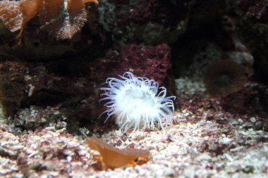 Akvaryum hayatı bir arka plan olarak. 