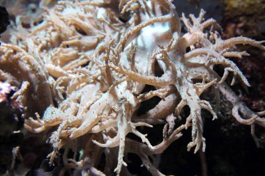 Akvaryum hayatı bir arka plan olarak. 