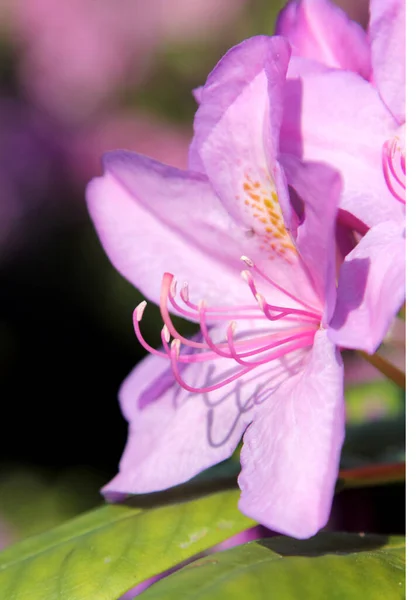Rhododendron Blom Våren Närbild — Stockfoto