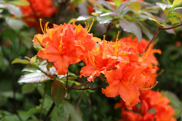 Рододендрон Цвету Весной Крупным Планом — стоковое фото