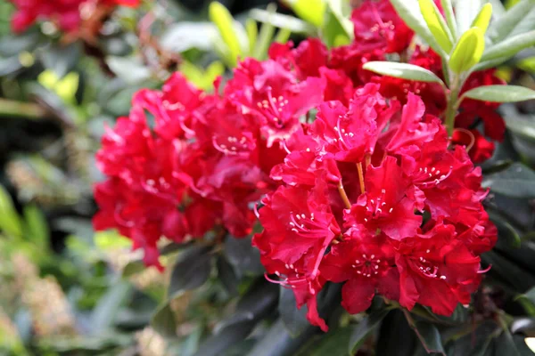 Rhododendron Bloei Lente Close — Stockfoto