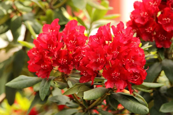 Rhododendron Voller Blüte Frühling Nahaufnahme — Stockfoto