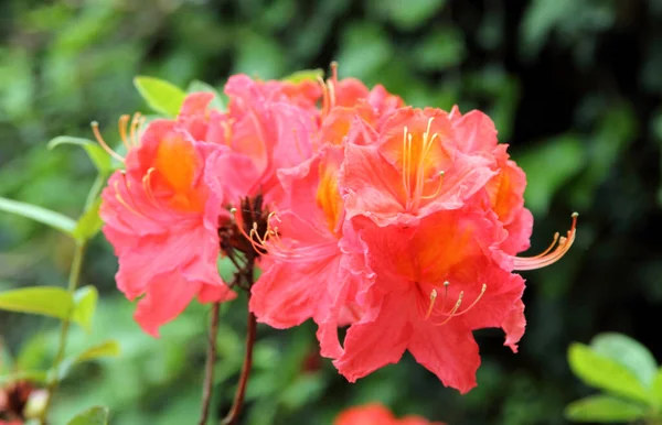 Rhododendron Fleur Printemps Close — Photo