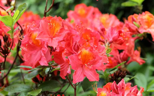 Tender Rhododendron Als Achtergrond — Stockfoto