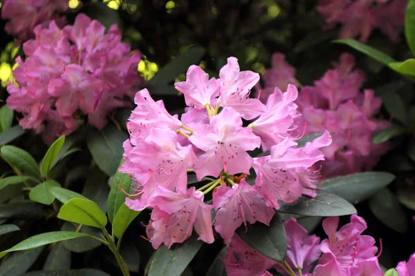 Zarter Rhododendron Als Hintergrund — Stockfoto