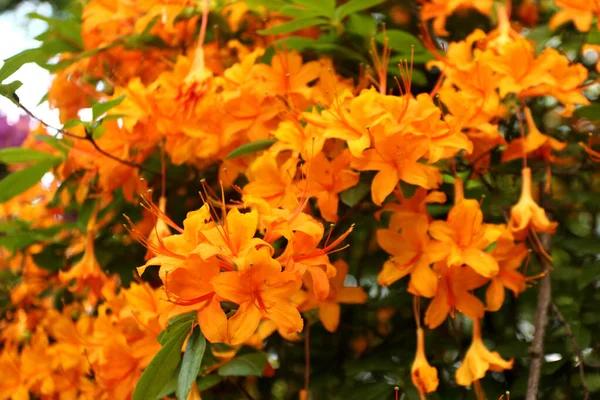 Anbud Rhododendron Som Bakgrund — Stockfoto