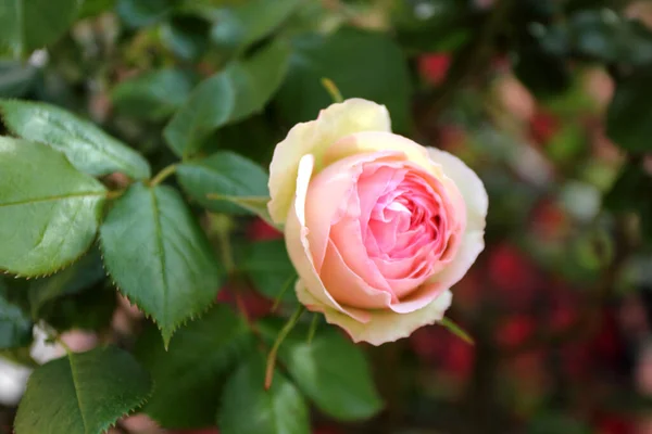 Fleur Rose Colorée Dans Jardin — Photo