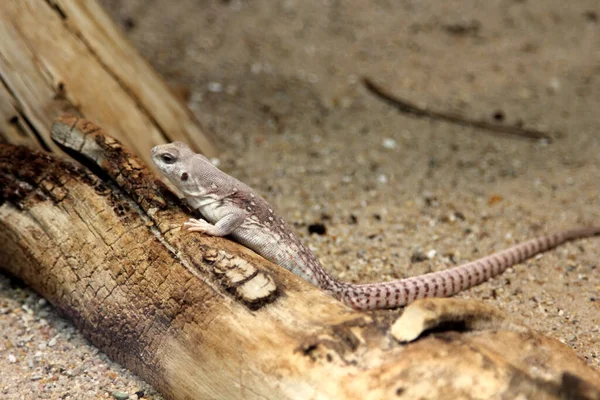 Desert Iguanas Dipsosaurus Dorsalis — Stock fotografie