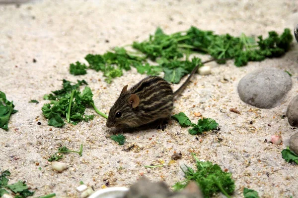 Stripped Grass Mouse Pet — Stock Photo, Image