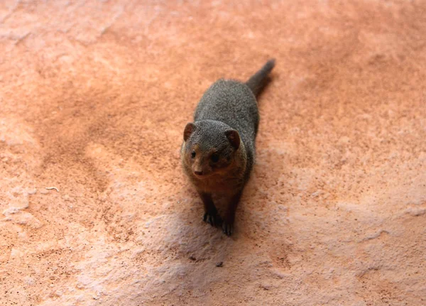 Common Dwarf Mongoose Helogale Parvula — Stock Photo, Image