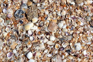 Deniz kabukları plaj arka planı veya dokusu.