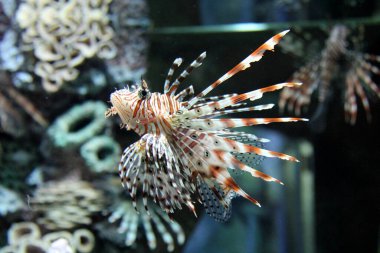 Akvaryumdaki aslan balığı.