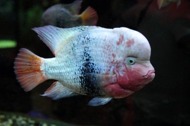 Tropik balık cichlasoma salvini, yakın plan.