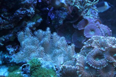 Akvaryum hayatı bir arka plan olarak.