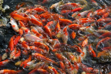 Kalabalık gölette Koi Balığı, kalabalık saatlerdeki insanlar gibi.