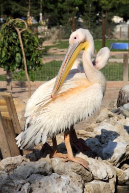 Hayvanat bahçesinde tek pelikan 