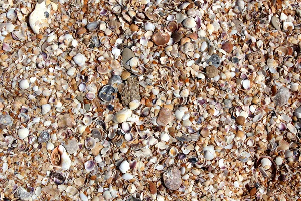 貝殻のビーチの背景や質感 — ストック写真