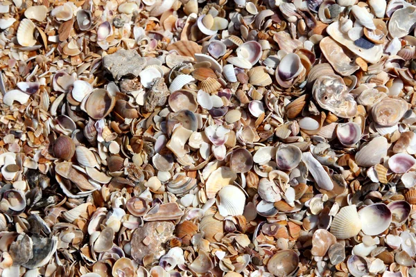 Seashells Fundo Praia Textura — Fotografia de Stock