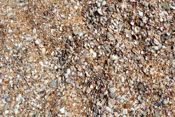 Seashells Φόντο Παραλία Υφή Διακοπών — Φωτογραφία Αρχείου
