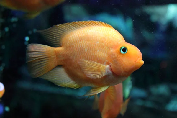 Tropical Fish Cichlasoma Salvini Close — Stock Photo, Image