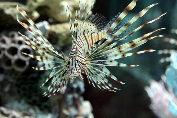 Peces León Acuario Cerca — Foto de Stock