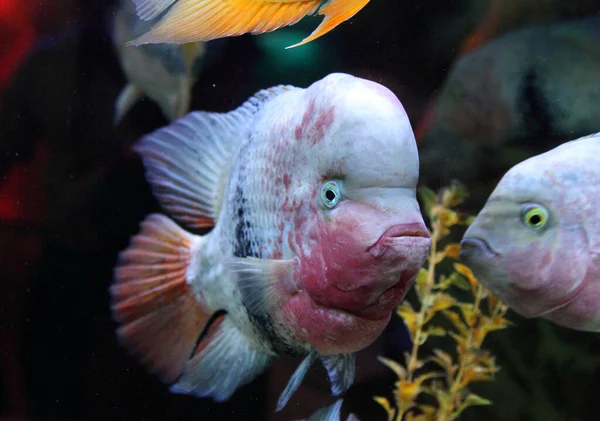 Tropical Fish Cichlasoma Salvini Close — Stock Photo, Image