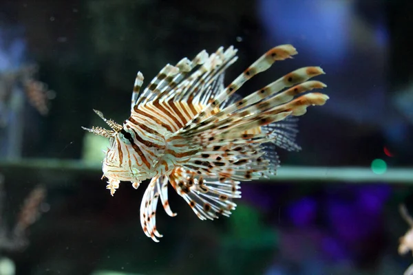 Peces León Acuario Cerca — Foto de Stock