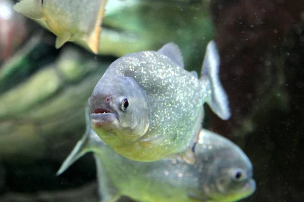 Piranha Fish Aquarium — Stock Photo, Image