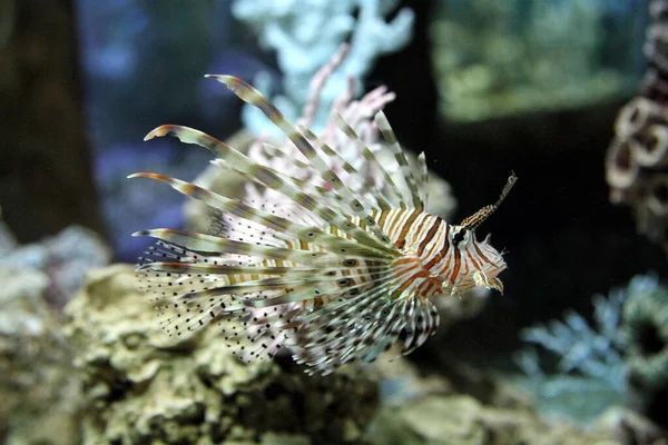 Peces León Acuario Cerca — Foto de Stock