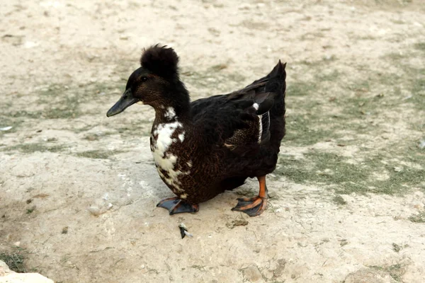 Crested Breed Domestic Duck — Stock Photo, Image