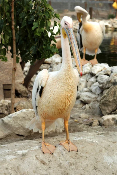 Solteiro Pelicano Zoológico — Fotografia de Stock