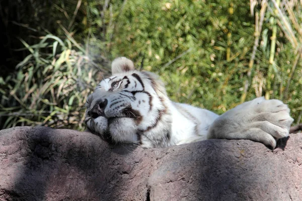 Stor Vit Bengalisk Tiger Närbild — Stockfoto