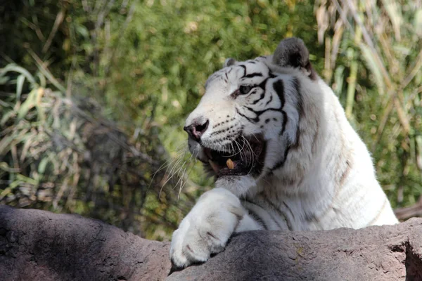 Stor Vit Bengalisk Tiger Närbild — Stockfoto