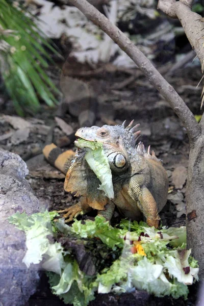 Iguana Verde Terrario Primer Plano —  Fotos de Stock