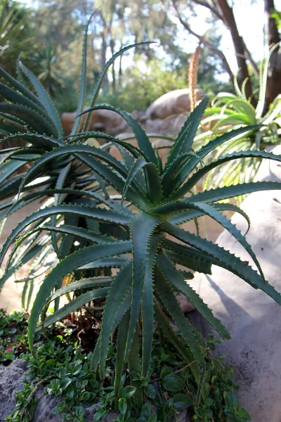 Aloe Vera Pflanze Freien Gesundheitswesen Und Pharmazie — Stockfoto