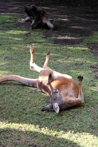 Canguro Tendido Suelo — Foto de Stock