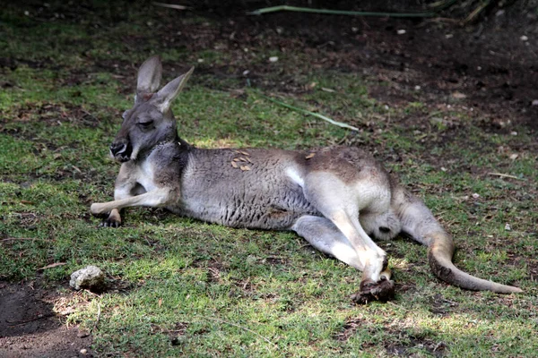 Nsan Duruşu Içinde Dinlenen Bir Kanguru — Stok fotoğraf