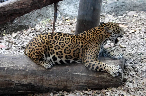 Vacker Fläckig Jaguar Närbild — Stockfoto