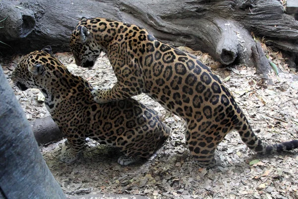 Två Vackra Fläckiga Leoparder Närbild — Stockfoto