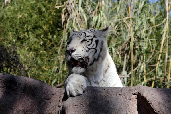 Vit Bengalisk Tiger Närbild — Stockfoto
