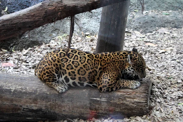 Vacker Fläckig Jaguar Närbild — Stockfoto