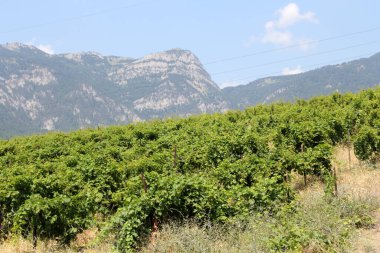 Gurzuf tatil beldesi, Kırım, Ukrayna 'daki üzüm bağları ve dağların manzarası. Karadeniz 'in kuzey kıyısında yer almaktadır..