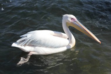 Büyük beyaz bir pelikan, Pelecanidae familyası.