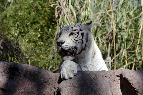 Vit Bengalisk Tiger Närbild — Stockfoto