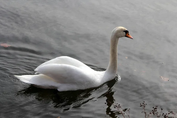 Primo Piano Colpo Cigno — Foto Stock