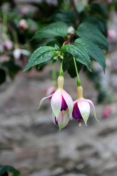 Vackra Rosa Fuchsia Blommor Utomhus — Stockfoto