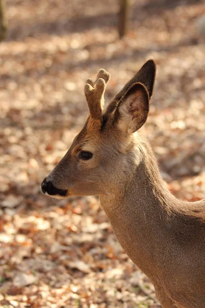 Jonge Wilde Herten Het Bos — Stockfoto