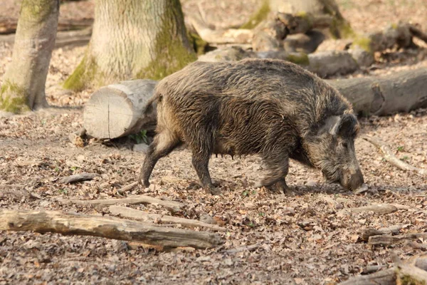 Wildschweine Wald — Stockfoto