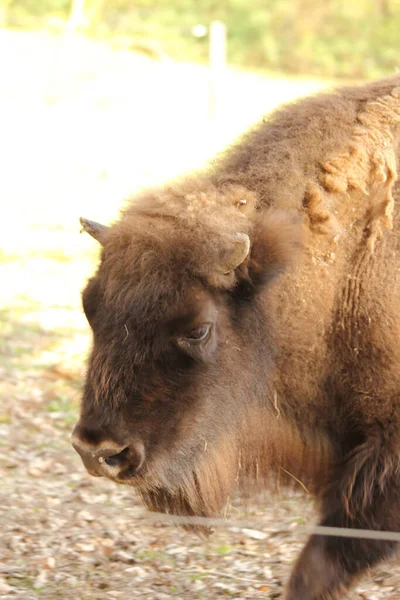European Bison Also Known Wisent — Stock Photo, Image