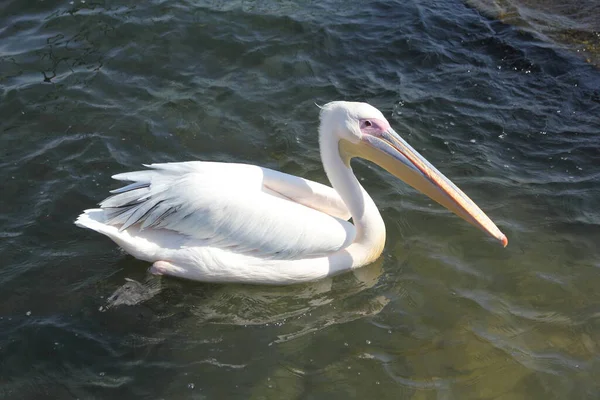 Ein Großer Pelikan Familie Pelecanidae — Stockfoto